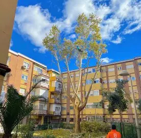 Podadores en altura de árboles Tala y poda en altura