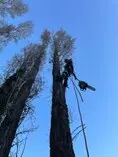 EMPRESA DE PODAS DE ÁRBOLES Navacerrada Empresa de tala y poda Navacerrada