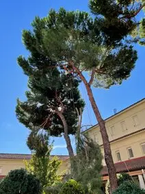 Tala y poda en altura de árboles podas y talas de árboles