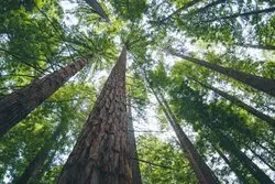 Tala y poda en altura árboles Tala poda en altura árboles