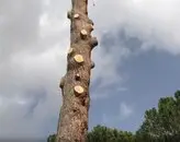 Poda altura Podas y talas