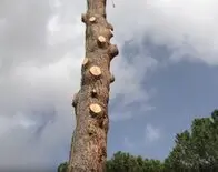 Podas en altura Cadalso de los Vidrios empresa de podas en altura en Cadalso de los Vidrios