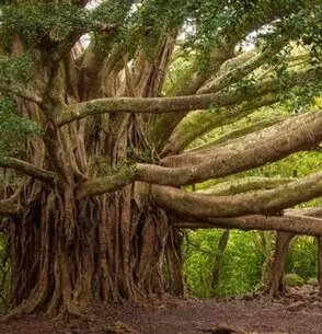 Tala y poda arboles grandes Poda y tala arboles grandes