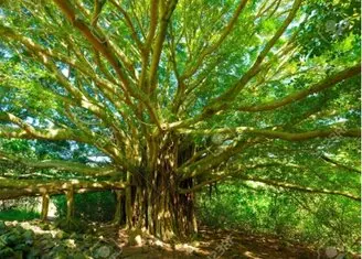 curiosidad de los árboles Arbol de la vida