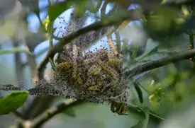 Control plagas orugas PLaga orugas arboles