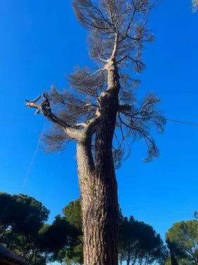 TALA Y PODA