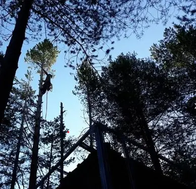 talas y podas en altura