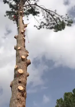 Tala y poda